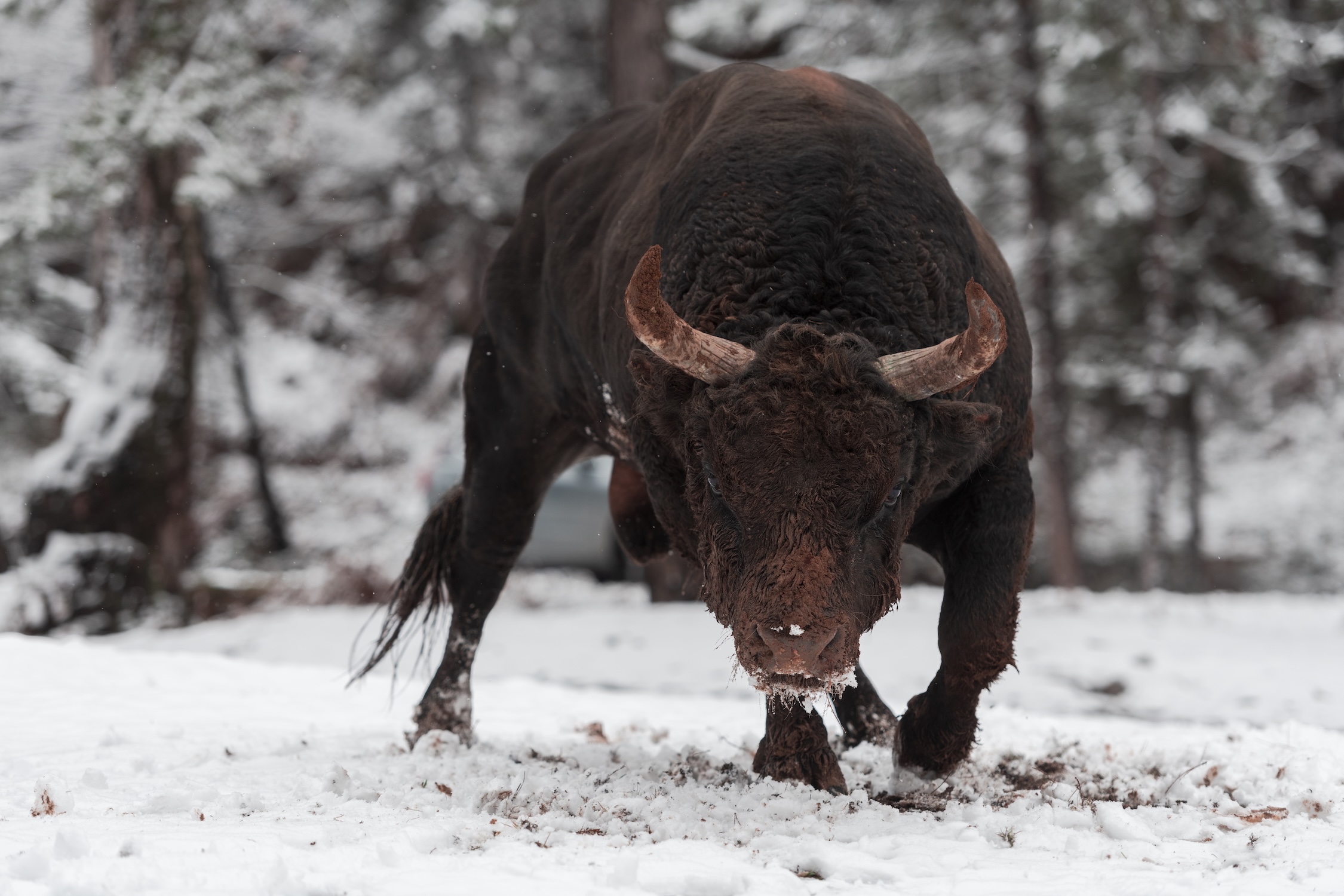 Q3 2025: Bull Market Run Continues